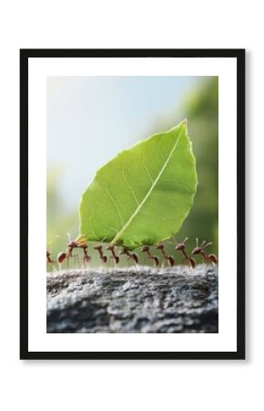 A team of ants carrying large leaves together, demonstrating incredible teamwork and strength.