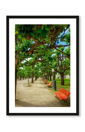City embankment grove, walking path among exotic trees with benches, place for rest and walk, Coimbra, Portugal