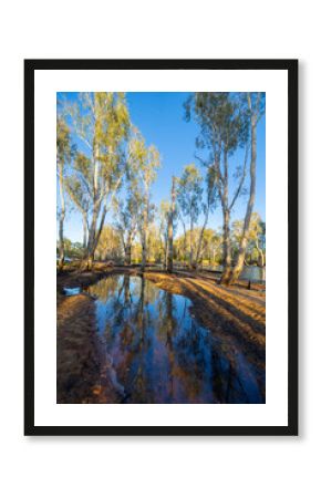Western Australia bush and riverside trees reflected in river with sun breaking through illuminating in bright yellow pandanus leaves hanging over water