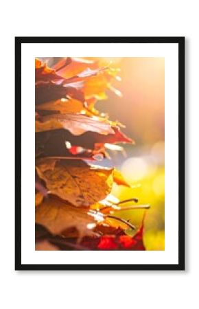 Pile of Colorful Autumn Leaves with Vibrant Colors in Natural Sunlight