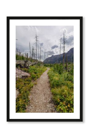 Hiking Trail Through Post-Wildfire Landscape in the Canadian Rockies