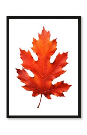PNG Vibrant autumn maple leaf image