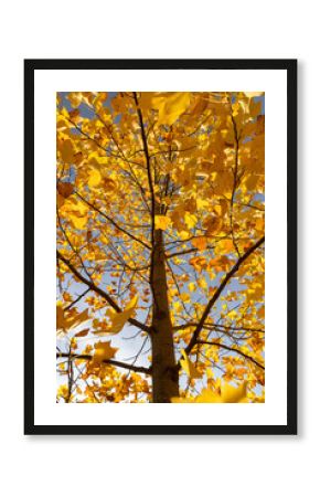 autumn foliage of a tulip tree in Indian summer in the park, sunny weather, closeup