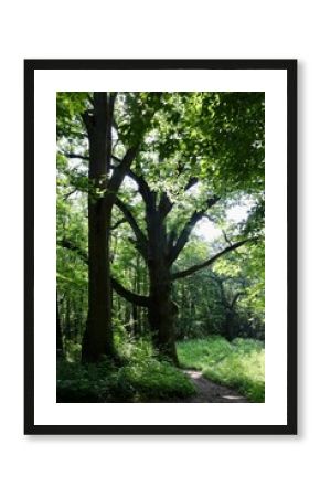 The tall trees in the forest on a summer day.