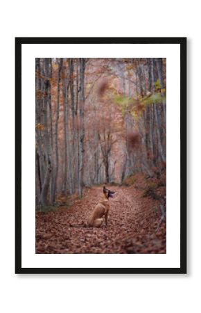 Two dogs, including a Golden Retriever and a Belgian Malinois, walk along a forest trail surrounded by autumn colors. The fallen leaves and sunlight create a warm and peaceful setting.
