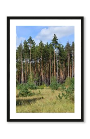 Pinus sylvestris - young seedlings and mature pine trees