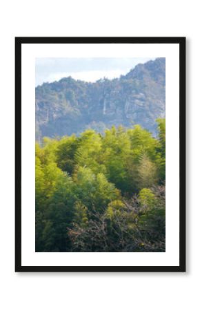 A lush green forest grows on a misty mountainside under a bright sky.