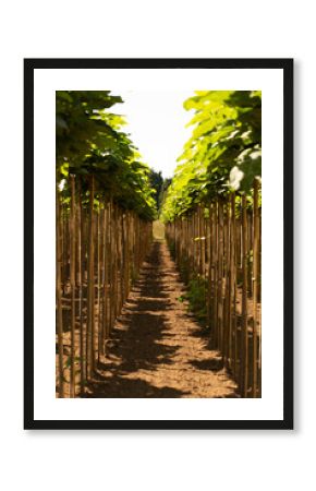 A symmetrical row of supported saplings casting shadows on the soil.