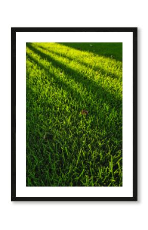 Green grass in rays of setting sun. Close-up image of well-maintained lawn in small home yard.