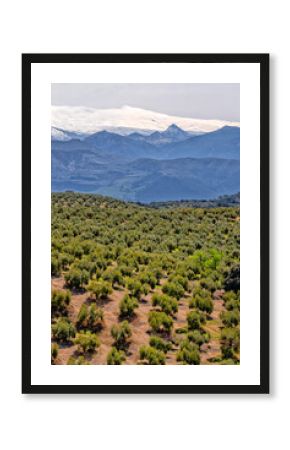 Olive trees in agricultural fields. Agricultural industry. Farms in productive fields. Spain, ecotourism and agrotourism