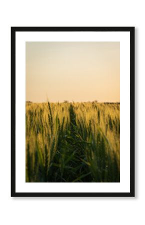 Campo de Trigo en el sudeste cordobés, junto a un cultivo de maíz emergido