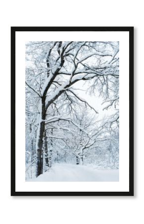 beautiful winter landscape. Frozen snowy trees in forest, abstract winter nature background. cold frosty weather season. 
