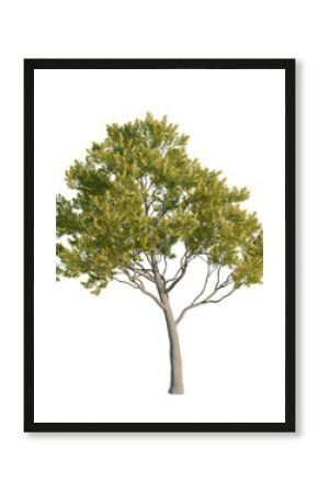 Acacia pycnantha tree plan, top view, cutout, transparent background, isolate, Vibrant tree with lush green foliage isolated on transparent background