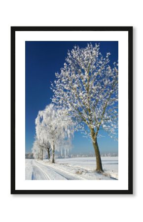 hoarfrost in winter, winter landscape