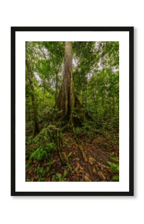 A towering kapok tree in the Amazon rainforest, surrounded by dense greenery and smaller plant species