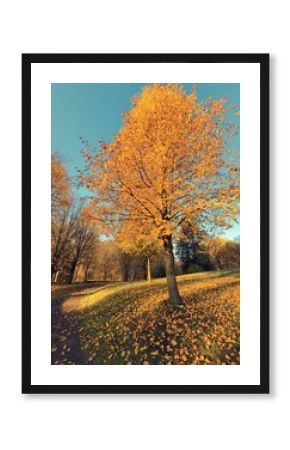 Promenade automnale dans un parc avec des arbres colorés et des feuilles mortes. L'automne au parc. Magnifique paysage automnal.
