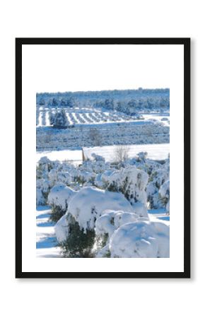 Winter landscape with snow covered olive trees. Les Garrigues, Catalonia, January 2010.