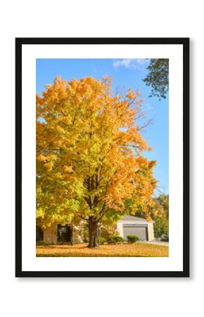 Beautiful tall tree turning vivid colors in my front yard in fall near Minneapolis Minnesota