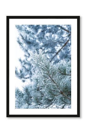 beautiful winter forest landscape. Frozen snowy covered pine tree branch close up, abstract nature background. cold frosty weather season. New Year, Christmas holidays atmosphere