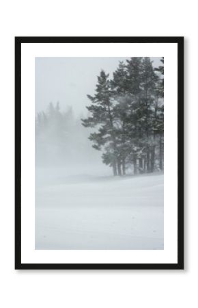 A severe winter blizzard featuring swirling white snow and heavy winds obscures the natural landscape, creating dangerous whiteout conditions ,heavy ,blowing ,cold