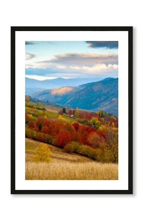 mountain landscape of ukraine countryside on autumn morning. beautiful view of carpathian range with dappled light on forested slopes in colorful foliage. picturesque place with rolling hills