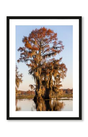 Ball cyrpress trees  on Caddo Lake, Texas