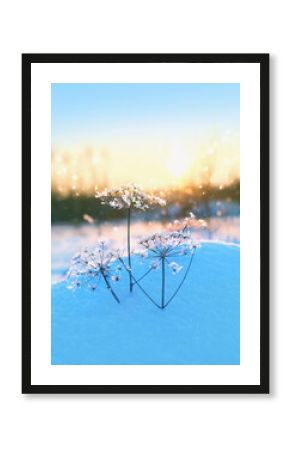 Winter nature background. dry plants covered snow crystals of hoarfrost. frosty cold weather. beautiful gentle winter landscape with frozen grass in snow. Christmas, New Year. soft focus