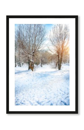 Outstanding winter sunset in city park with trees in the snow.