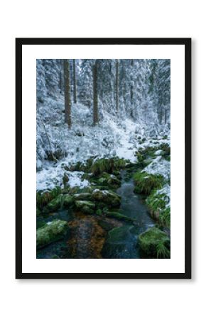 Winterwald im Nationalpark Schwarzwald