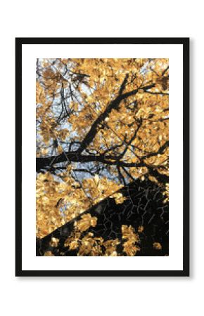 Overhead View of Golden Autumn Leaves on Tree Branches