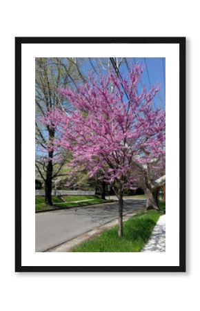 Blooming Virginia redbud tree
