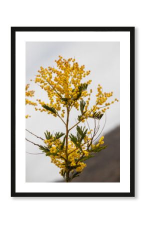 A yellow flower with a brown stem