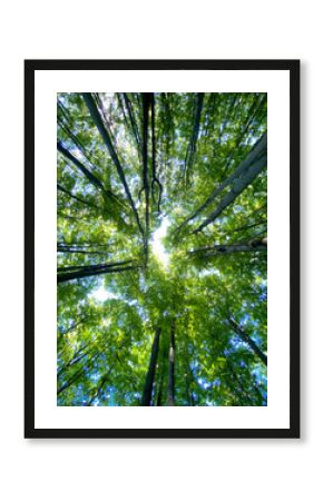 A bottom-up view of vibrant green trees canopies against a bright blue sky