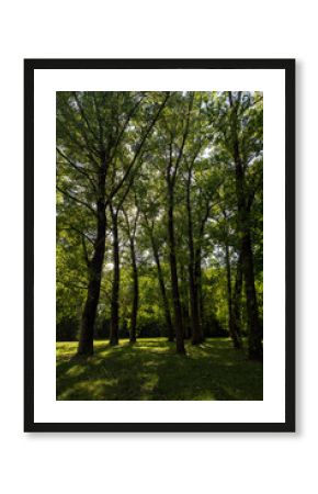 park with maple trees with green foliage in late summer, beautiful tall maple trees in sunny weather in the park or forest