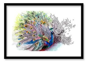 peacock (series C)