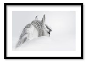 Koń andaluzyjski we mgle do pokoju