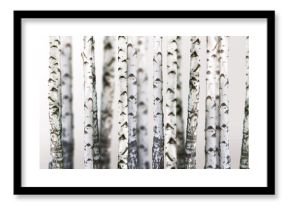 natural background - birch - wallpaper