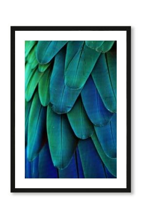 Macaw Feathers (Blue/Green)