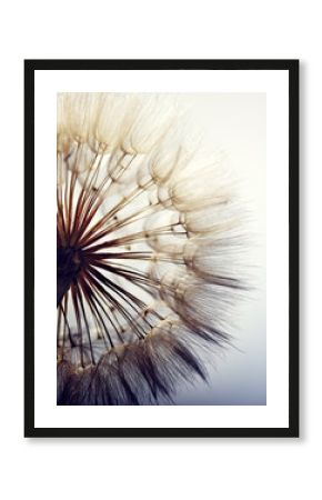 big dandelion on a blue background