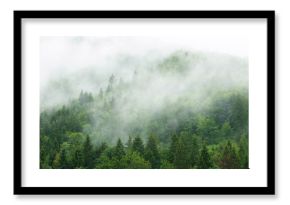 Misty  forest 
