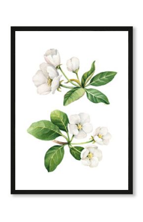 Watercolor apple flower illustrations