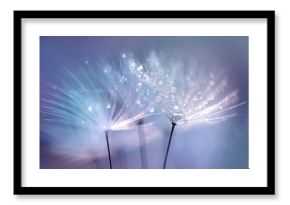 Beautiful dew drops on a dandelion seed macro.  Beautiful blue background. Large golden dew drops on a parachute dandelion. Soft dreamy tender artistic image form.
