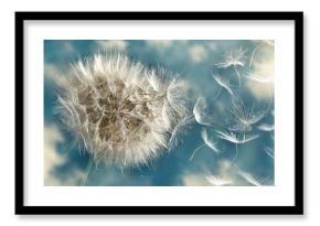 Dandelion Loosing Seeds in the Wind