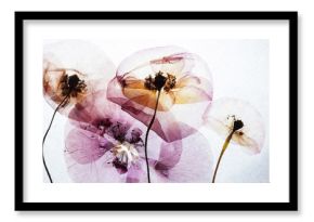 dry poppies