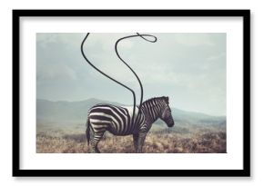 Zebra and stripes