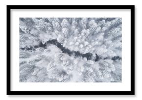 Aerial view of the forest and river at winter. The trees are covered with snow