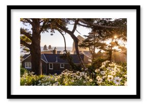 Cannon Beach coast Daisy wildflower Oregon Pacific Northwest landscape