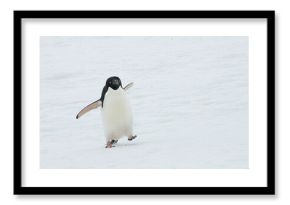 Closeup shot of a cute Adelie penguin walking on ice floe