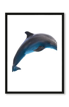 jumping dolphin on white