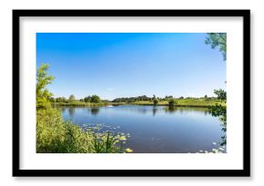 Calm pond and water plants